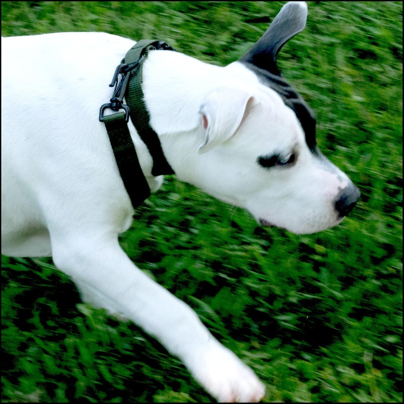 Country Brook Design Country Brook Petz - Everyday Nylon Dog Collar for Large, Medium, and Small Dogs and Puppies - for Everyday Use in 15+ Cool Colors (Medium, 3/4 Inch, Green) - Image 3